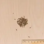 Aromatiques - Cumin des Prés - MEDIA_3D